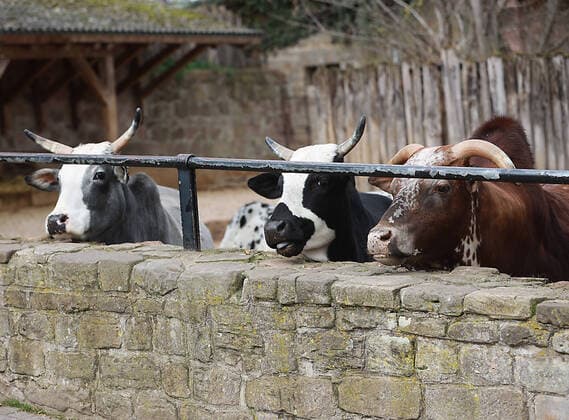 30.03.2020 Halle Saale CORONA Pandemie covid19 covid 19 Corona Virus Coronavirus foto: Bergzoo viele zootiere leiden auf grund der schließung des zoos unter Besucherentzug sie zeigen depressive verhaltensmuster Depression foto: Zwerg-Zebus Zebus halten Ausschau nach Besuchern Sachsen Anhalt . Der Fotograf übernimmt keine Haftung bei eventueller Verletzung von Rechten Dritter, Persönlichkeitsrechte sind zu wahren. Es gelten die Geschäftsbedingungen des Fotografen. Inhaltsverändernde Manipulation des Fotos nur nach ausdrücklicher Genehmigung des Fotografen. Verwendung nur mit Copyrightvermerk.