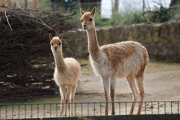 30.03.2020 Halle Saale CORONA Pandemie covid19 covid 19 Corona Virus Coronavirus foto: Bergzoo viele zootiere leiden auf grund der schließung des zoos unter Besucherentzug sie zeigen depressive verhaltensmuster Depression foto: Vicugnas Vikunjas halten Ausschau nach Besuchern Sachsen Anhalt . Der Fotograf übernimmt keine Haftung bei eventueller Verletzung von Rechten Dritter, Persönlichkeitsrechte sind zu wahren. Es gelten die Geschäftsbedingungen des Fotografen. Inhaltsverändernde Manipulation des Fotos nur nach ausdrücklicher Genehmigung des Fotografen. Verwendung nur mit Copyrightvermerk.