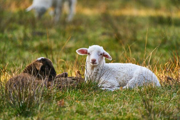 Marktoberdorf, Germany, April 11, 2020. Two lambs lie in the grass at Easter and bask in the sun on April 11, 2020 in Marktoberdorf, Germany.