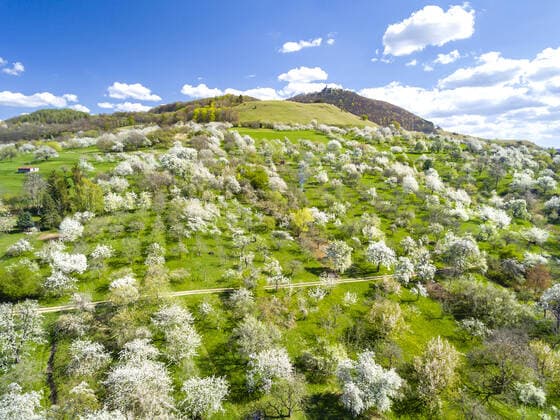 Bilder des Jahres 2020, News 04 April News Themen der Woche KW15 DEU, Deutschland, Baden-Württemberg, Owen, 12.04.2020: Streuobstwiese bei Owen im Frühjahr. Apfelbaum, Kirschbaum, Birnbaum zeigen sich in voller Blüte. Im Hintergrund die Burg Teck. *** DEU, Germany, Baden Württemberg, Owen, 12 04 2020 Orchard meadow near Owen in spring Apple, cherry and pear trees are in full bloom Teck Castle in the background
