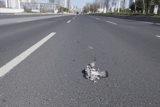 A dead pigeon on the road in Ankara, on April 12, 2020, during the 48-hour curfew imposed by the government to stem the spread of the novel coronavirus (COVID-19). Turkey has confirmed 1,198 deaths and 56,956 positive cases of the coronavirus infection in the country. ( Copyright: AbdurrahmanxAntakyalix-xDepoxPho 16718775