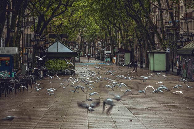 April 13, 2020, Barcelona, Catalonia, Spain: Pigeons fly through Barcelona s rainy deserted Gothic Quarter at Easter Monday after more than one month of a nationwide lockdown due to the continuous spread of the virus. Spain registered roughly 300 new fatalities summing up to nearly 17500 in total. Barcelona Spain - ZUMAo105 20200413_zap_o105_002 Copyright: xMatthiasxOesterlex