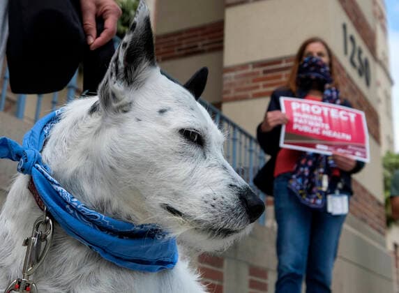 April 13, 2020, Los Angeles, California, U.S: A dog joins other nurses and healthcare workers in a protest for the lack of personal protective equipment at UCLA Medical Center in Santa Monica, California, Monday April 13, 2020. Los Angeles U.S. - ZUMAc68_ 20200413_zaf_c68_017 Copyright: xRingoxChiux