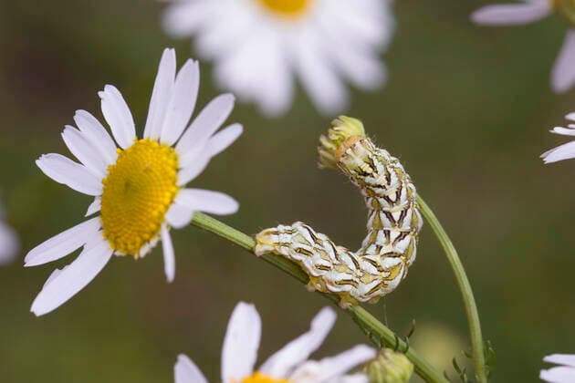IMAGO Nature: Unsere Erde, Tiere, Tierische Meister der Tarnung Kamillen-Moench, Kamillenmoench, Kamille-Moench, Kamillemoench, Kamillen-Graumoench, Kamillengraumoench (Cucullia chamomillae), Raupe frisst an Kamille, Deutschland chamomile shark (Cucullia chamomillae), caterpillar feeds on chamomile, Germany BLWS612795 Copyright: xblickwinkel F.xHeckerx