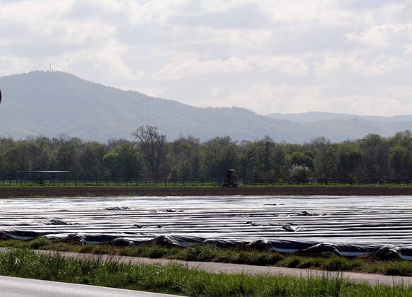 bbe - Sperrungen wegen des Coronavirus - 14.04.2020 v. l. Abgedeckte Spargelfelder im Ried bei Gernsheim, im Hintergrund der Melibokus Aktion, Einzelbild - bbe - Sperrungen wegen des Coronavirus - 14.04.2020