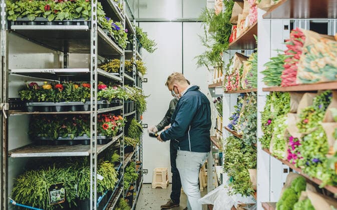 Kaprun THEMENBILD - ein Blumenhaendler waehlt frische Blumen aus Holland in einem LKW aus, Kaprun am Dienstag 14. April 2020 a florist selects fresh flowers from Holland in a truck in Kaprun, Austria on 2020 04 14.
