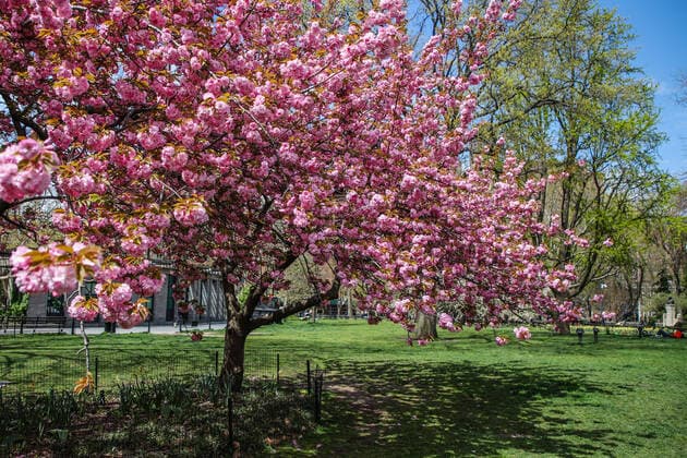 April 14, 2020, New York, NEW YORK, EUA: Movement in Washington Square Park in the spring of New York during the Coronavirus COVID-19 pandemic in the United States. New York USA - ZUMAc233 20200414_zsp_c233_096 Copyright: xVanessaxCarvalhox