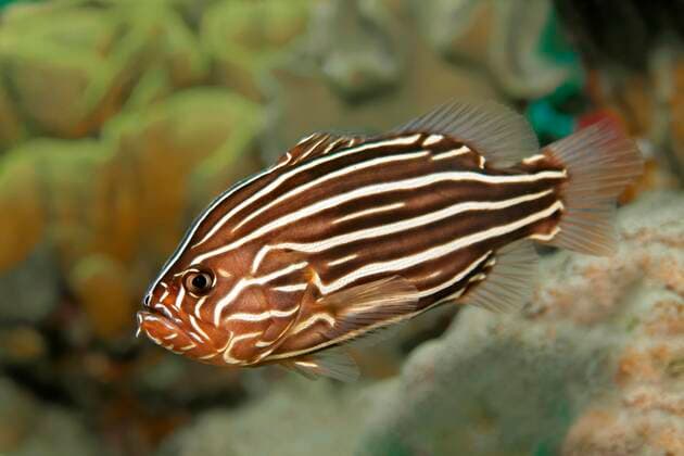 IMAGO Nature: Unsere Erde, Tiere, Gestreifte Tierarten  Sechsstreifen-Seifenbarsch (Grammistes sexlineatus), Rotes Meer, Jordanien, Asien *** Six stripes of soap bass Grammistes sexlineatus, Red Sea, Jordan, Asia Copyright: imageBROKER/NorbertxProbst ibxnpr05251459.jpg