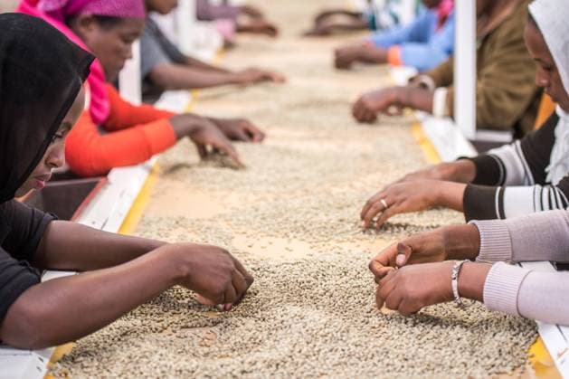 Addis Ababa, Ethiopia - Ethiopian female workers sorting arabica coffee beans to export at Oromia Coffee Farmers Cooperative. Addis Ababa Ethiopia Copyright: xEdwinxRemsbergx xVWPicsx ERE-remsberg_16062124154