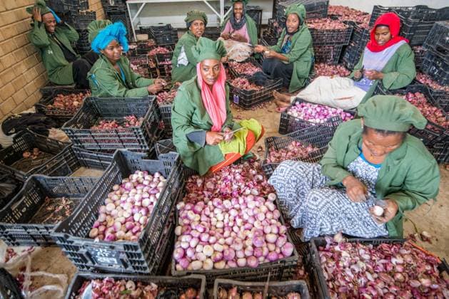 Meki Batu, Ethiopia - Female workers peeling onions for added value at the Fruit and Vegetable Growers Cooperative in Meki Batu. Meki Batu Ethiopia Copyright: xEdwinxRemsbergx xVWPicsx ERE-remsberg_16062225111