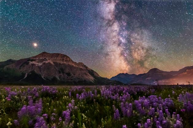 A flower-filled meadow at the Hay Barn Road at Waterton Lakes National Park, Alberta, with the summer Milky Way and Mars to the south over Waterton Valley and Vimy Peak at left. Mars is the bright object at left, and Saturn is dimmer in the Milky Way at right of centre, left of the pink Lagoon Nebula. Green bands of airglow tint the sky. Waterton Lakes is a World Heritage Site and Dark Sky Preserve. Copyright: AlanxDyer StocktrekxImages ADY200640S