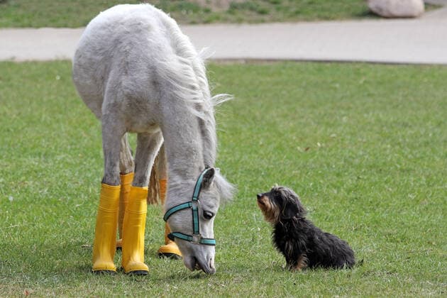 09.04.2020, Neuenhagen, Brandenburg, GER - Pony in Gummistiefeln wartet mit seinem Freund dem Rauhaardackel auf Regen. (aussen, Aussenaufnahme, Brandenburg, Dackel, deutsch, Deutschland, Europa, europaeisch, fressen, grasen, Gummistiefel, Humor, Hund, Kleinpferd, lustig, Meteorologie, Nahrungsaufnahme, Neuenhagen, niemand, Pony, QF, Querformat, Rauhaardackel, skurril, Skurriles, Tiere, Tierreich, Tierwelt, Trockenperiode, warten, wartend, Westeuropa, Wetter, Witz, witzig) 200409D428NEUENHAGEN.JPG *** 09 04 2020, Neuenhagen, Brandenburg, GER Pony in rubber boots waiting for rain outside with his friend the rough-haired dachshund, outdoor shot, Brandenburg, dachshund, german, germany, europe, european, eat, graze, rubber boots, humor, dog, small horse, funny, meteorology, food intake, Newenhagen, nobody, pony, QF, landscape, rough-haired d