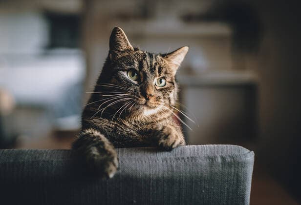 Kaprun THEMENBILD - eine getigerte Hauskatze blickt ueber einen Stuhl, aufgenommen am 27. Maerz 2020, Oesterreich a tabby house cat looks over a chair, Austria on 2020 03 27. *** Kaprun THEMENBILD a tabby house cat looks over a chair, taken on 27 March 2020, Austria a tabby house cat looks over a chair, Austria on 2020 03 27  EP_fei 
