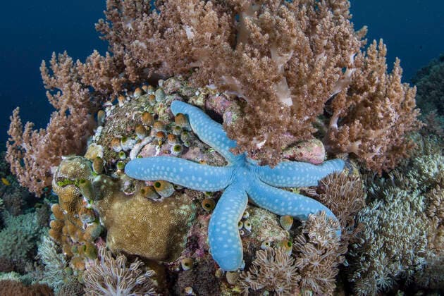 IMAGO Nature: Unsere Erde, Naturschutz, Naturschutzgebiete in Ozeanien IMAGO Nature: Unsere Erde, Naturschutz, Naturschutzgebiete in Asien A blue sea star, Linkia laevigata, clings to a healthy coral reef in Raja Ampat, Indonesia. Copyright: EthanxDaniels StocktrekxImages ETH402265U