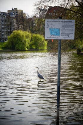 16.04.2020,Berlin,Deutschland,GER,die Stadt zu Zeiten der Corona Pandemie. Lietzensee.Bezirk Charlottenburg. Ein Graureiher (Ardea cinerea) auch Fischreiher ist zu sehen.