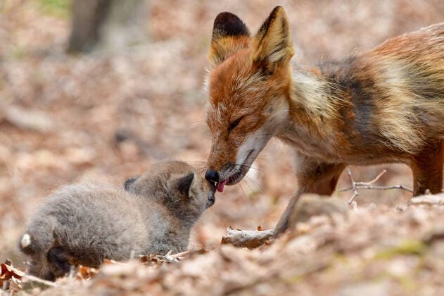 Bilder des Jahres 2020, Entertainment 04 April Entertainment Themen der Woche KW16 News Bilder des Tages VLADIVOSTOK, RUSSIA - APRIL 18, 2020: A family of foxes seen on Vladivostok s Russky Island. The population of foxes on Russky Island is recovering after a decline in the 1990s caused by a wide spread of poaching. Yuri Smityuk TASS  TS0D6303