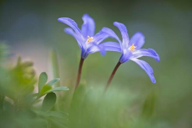  Gewöhnliche Sternhyazinthe (Chionodoxa luciliae), Emsland, Niedersachsen, Deutschland, Europa *** Common star hyacinths Chionodoxa luciliae , Emsland, Lower Saxony, Germany, Europe Copyright: imageBROKER/ErhardxNerger ibxenh05131129.jpg