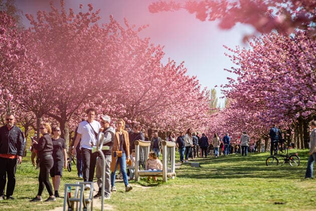 Hoher Besucherandrang TV-Asahi-Kirschblütenallee, Ein schön anzusehendes Schauspiel war an diesem Sonntag, die blühenden Kirschblüten an der TV-Asahi-Kirschblütenallee. Trotz der noch geltenden Abstandsregeln, war ein hoher Besucherandrang zu verzeichnen. Berlin Lichterfelde Berlin Deutschland
