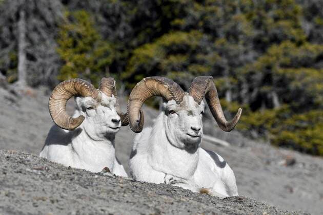 Dallschafe (Ovis dalli), Schafböcke sitzen am Berghang, Kluane Nationalpark, Yukon Territory, Kanada, Nordamerika Copyright: imageBROKER/GerhardxKraus ibxgek05107640.jpg