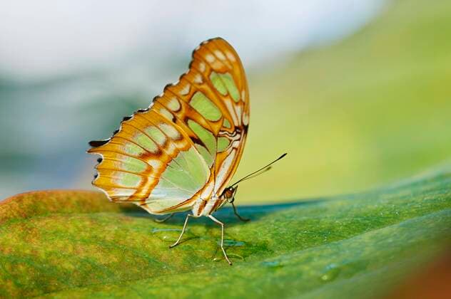 Malachitfalter (Siproeta stelenes) auf einem Blatt sitzend, Deutschland, Europa Copyright: imageBROKER/Davidx&xMichaxSheldon ibxshe05136798.jpg