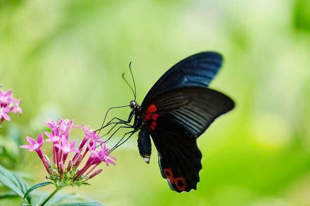 Roter Mormone (Papillo rumanzovia) auf einer Blüte sitzend, Deutschland, Europa Copyright: imageBROKER/Davidx&xMichaxSheldon ibxshe05136813.jpg