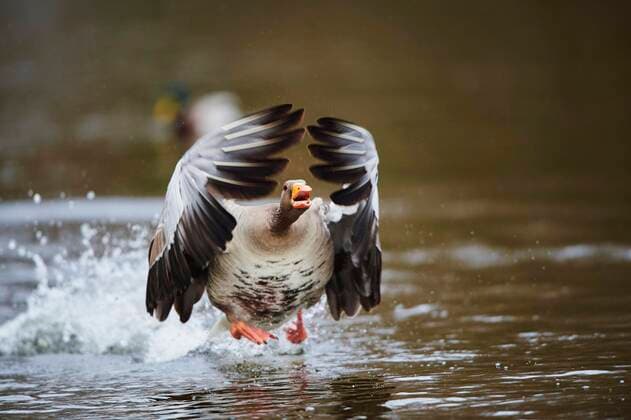 Graugans (Anser anser) beginnt im Winter zu fliegen, Oberpfalz, Bayern, Deutschland, Europa Copyright: imageBROKER/Davidx&xMichaxSheldon ibxshe05136889.jpg
