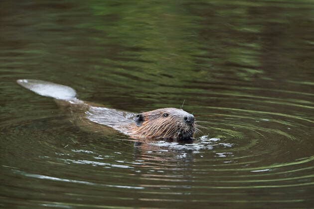 Kanadischer Biber, Kanada-Biber, Kanadabiber, Nordamerikanischer Biber (Castor canadensis), schwimmend, Kanada, Ontario, Algonquin Provincial Park North American beaver, Canadian beaver (Castor canadensis), swimming, Canada, Ontario, Algonquin Provincial Park BLWS613636 Copyright: xblickwinkel M.xWoikex