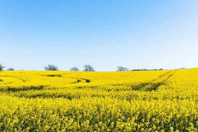 IMAGO Nature: Unsere Erde, Energiequellen, Biomasse Schleswig-Holstein, Rapsblüte an der Ostseeküste im April *** Schleswig Holstein, rape blossom on the Baltic Sea coast in April