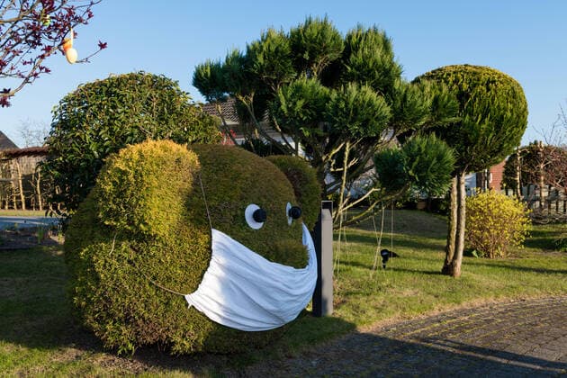 Zypresse als Teddybär geschnitten mit Mundschutzwährend der Coronakrise Zypresse im Garten - Formgehölz
