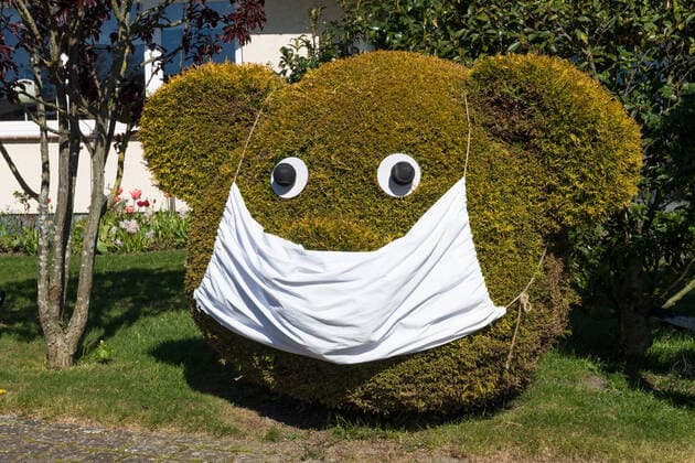 Zypresse als Teddybär geschnitten mit Mundschutzwährend der Coronakrise Zypresse im Garten - Formgehölz
