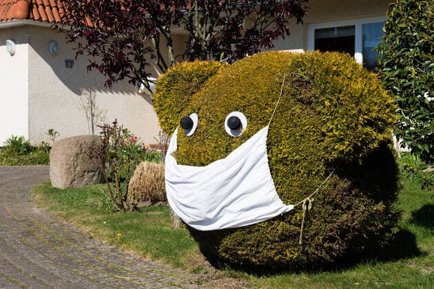 Zypresse als Teddybär geschnitten mit Mundschutzwährend der Coronakrise Zypresse im Garten - Formgehölz