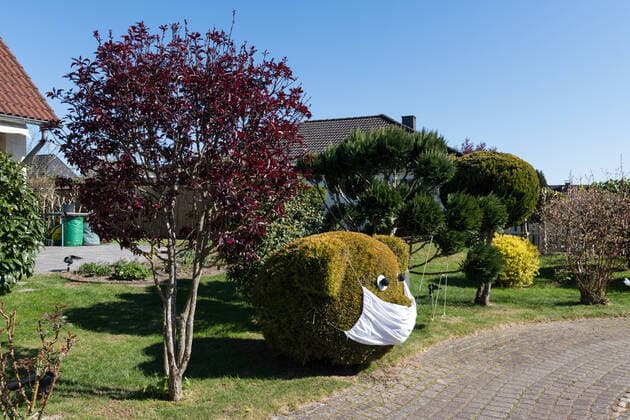 Zypresse als Teddybär geschnitten mit Mundschutzwährend der Coronakrise Zypresse im Garten - Formgehölz