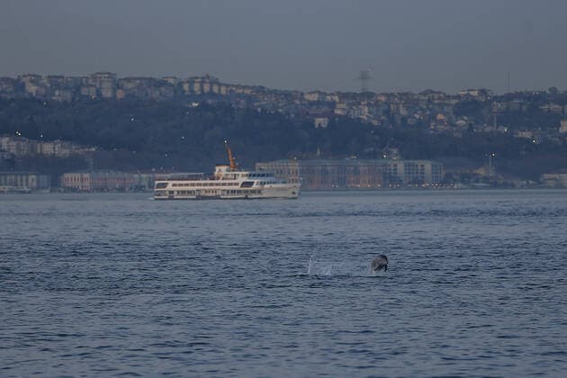 A dolphin swims in the Bosphorus with a low boat traffic in the natural strait of Istanbul on April 19 2020. Turkey has confirmed 4,674 deaths and 90,980 positive cases of the coronavirus infection in the country. ( Copyright: KemalxAslanx-xDepoxPhotos 16724943