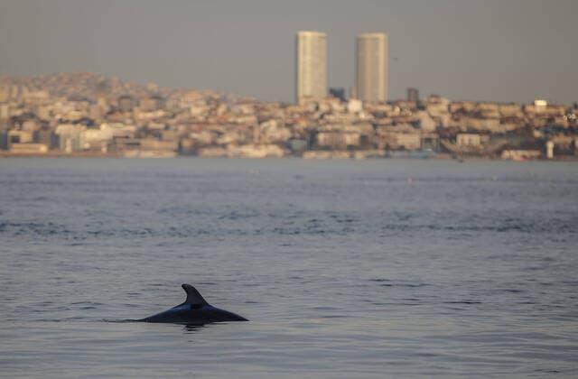 A dolphin swims in the Bosphorus with a low boat traffic in the natural strait of Istanbul on April 19 2020. Turkey has confirmed 4,674 deaths and 90,980 positive cases of the coronavirus infection in the country. ( Copyright: KemalxAslanx-xDepoxPhotos 16724945