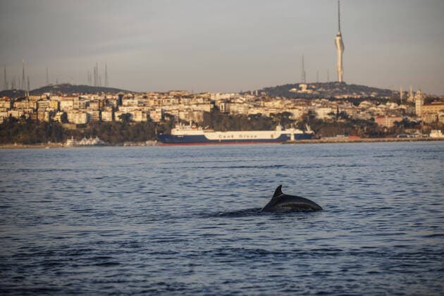 A dolphin swims in the Bosphorus with a low boat traffic in the natural strait of Istanbul on April 19 2020. Turkey has confirmed 4,674 deaths and 90,980 positive cases of the coronavirus infection in the country. ( Copyright: KemalxAslanx-xDepoxPhotos 16724950