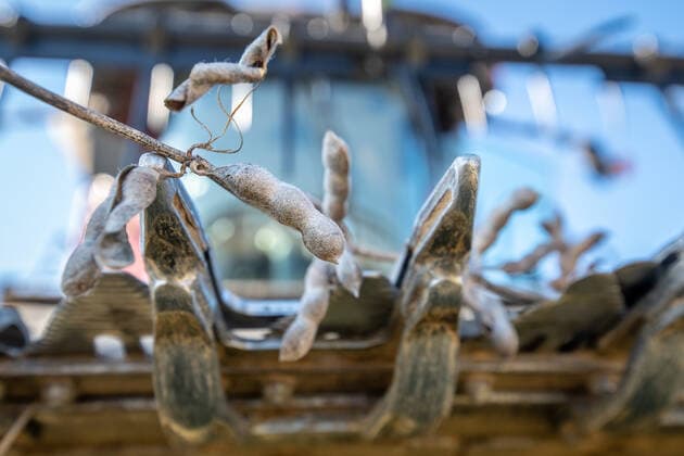 IMAGO Nature: Unsere Erde, Klimawandel, Ernährung, Pflanzen der Zukunft, Soja Landwirtschaft, Soja Anbau Soybeans (Glycine max) stuck in blades of combine harvester, Laytonsville Maryland Laytonsville Maryland USA Copyright: xEdwinxRemsbergx xVWPicsx ERE-remsberg_181121146169