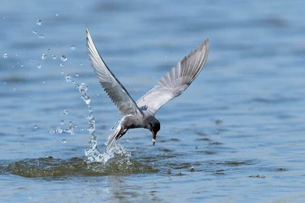  Trauerseeschwalbe (Chlidonias niger) fängt Beutefisch über Wasseroberfläche, Nahrungssuche, spritzende Wassertropfen, Oude Waal, Provinz Limburg, Niederlande, Europa *** Black Tern Chlidonias niger catches prey fish above water surface, foraging, splashing water drops, Oude Waal, Province of Limburg, Netherlands, Europe Copyright: imageBROKER/RichardxDorn ibxrid05083473.jpg