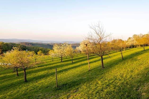 Frühlingswetter im Taunus 22.04.2020, Schmitten (Hessen): Blühende Obstbäume auf einer Wiese in Schmitten-Treisberg., Schmitten Deutschland