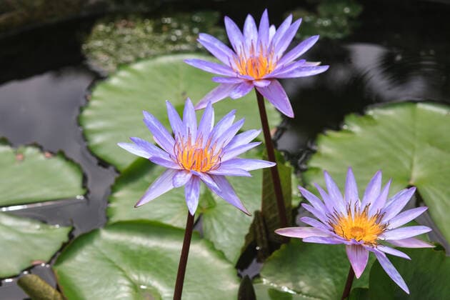 waterlily, lotus blooming in the tropical garden waterlily, lotus blooming in the tropical garden  Copyright: xFrameAngelx 6786986