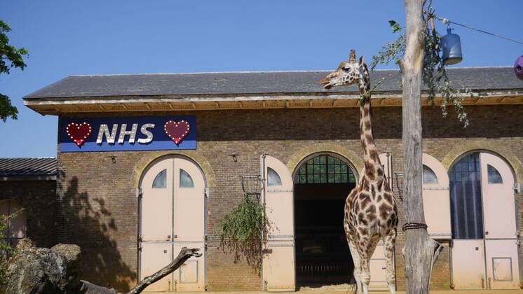 Coronavirus in Großbritannien, Eindrücke aus London April 23, 2020, London, United Kingdom: ZSL London Zoo has today (23 April) erected a symbolic sign of appreciation above its iconic Giraffe House - to thank the NHS. ..The giant blue and red sign, visible from the road outside the locked down zoo, will light up Regentâ€⠢s Park this evening during the weekly clap for carers. ..ZSL London Zooâ€⠢s site manager Jamie Turner said: â€oeWe see so many brave ambulance staff watching Maggie and Molly the giraffes through the fence on their hasty lunch breaks †so we installed this tribute at their favourite sandwich spot to brighten their day.†..He added: â€oeRather like our giraffes, the NHS is head and shoulders above the rest.â€Â..Where: London, United Kingdom.When: 23 Apr 2020.Credit: ZSL London ZooCover Images..**Editorial use only* London United Kingd - ZUMAc218 20200423_zia_c218_006 Copyright: xCOVERxImagesx