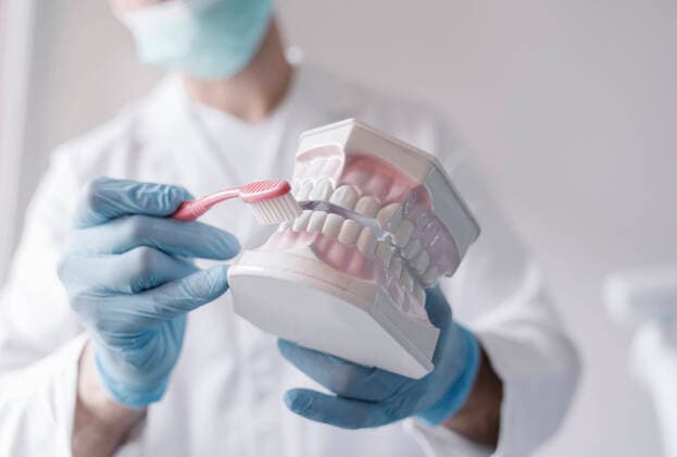 Denist showing how to clean teeth with a tooth brush with a dental model model released Symbolfoto property released AHSF02025