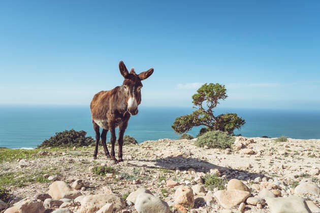Donkey standing on a cliff against horizon, Essaouira Province, Morocco HBIF00081