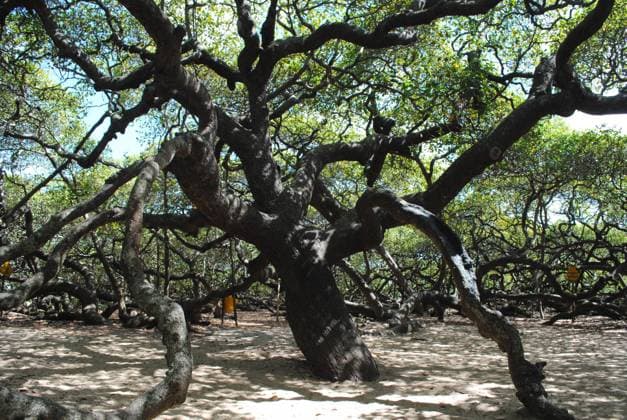 cashew tree cashew tree in Parnamirim, Brazil.  Copyright: xadrovandox 743626