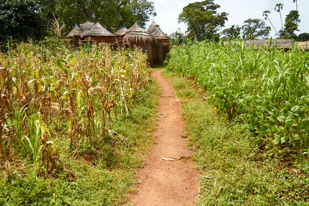 Benin, Footpath cutting through corn field with African huts in background VEGF01845