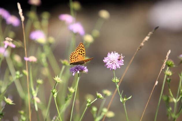 21.07.2017, Obertraun, Oberoesterreich, AUT - Kaisermantel saugt Nektar aus einer Kleebluete. (Argynnis paphia, aussen, Aussenaufnahme, bestaeuben, Bestaeubung, Biologie, bluehen, bluehend, Bluete, Blueten, botanisch, Edelfalter, Einzeltier, Europa, europaeisch, Falter, Fauna, Flora, Fluginsekt, Gewaechse, Insekt, Jahreszeit, Kaisermantel, Klee, Kleebluete, Kleeblueten, Natur, Nektar sammeln, niemand, Oberoesterreich, Obertraun, Oesterreich, oesterreichisch, Pflanzen, QF, Querformat, Schmetterling, Silberstrich, Sommer, Tagfalter, Tier, Tierleben, Tierreich, Tierwelt, Trifolium, Westeuropa, Wiese, Wildtier) 170721D044OBERTRAUN.JPG *** 21 07 2017, Obertraun, Oberoesterreich, AUT Kaisermantel sucks nectar from a clover flower Argynnis paphia, outside, outside shot, dusting, pollination, biology, flowering, blooming, blooms, blooms, botanic