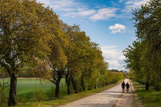 Wanderer auf einer alten preußischen Chaussee in Podelzig (Landkreis Märkisch-Oderland) im Oderbruch. Neben der Fahrbahn aus Kopfsteinpflaster verläuft der sogenannte Sommerweg, der im Sommer für Pferde angenehmer zu begehen war. Foto: Volker Hohlfeld Wandern im Oderbruch *** Hiker on an old Prussian road in Podelzig County Märkisch Oderland in the Oderbruch Beside the cobblestone road runs the so-called summer path, which was more pleasant for horses to walk on in summer Photo Volker Hohlfeld Hiking in the Oderbruch