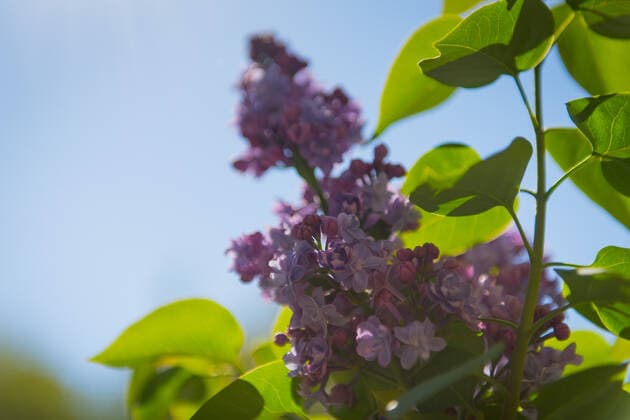 Flieder Deutschland, Potsdam - 27.04.2020: Im Bild ist blühender lila Flieder zu sehen. Potsdam Brandenburg Deutschland *** Lilac Germany, Potsdam 27 04 2020 The picture shows flowering purple lilac Potsdam Brandenburg Germany