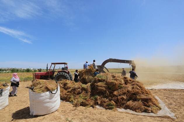 IMAGO Nature: Unsere Erde, Klimawandel, Ernährung, Pflanzen der Zukunft, Linse April 27, 2020, Khan Younis, Gaza Strip, Palestinian Territory: Palestinians refine grinded Lentils during harvest on a farm in Khan Younis in the southern Gaza Strip, on April 27, 2020 Khan Younis Palestinian Territory - ZUMAap3_ 20200427_zaf_ap3_058 Copyright: xAshrafxAmrax