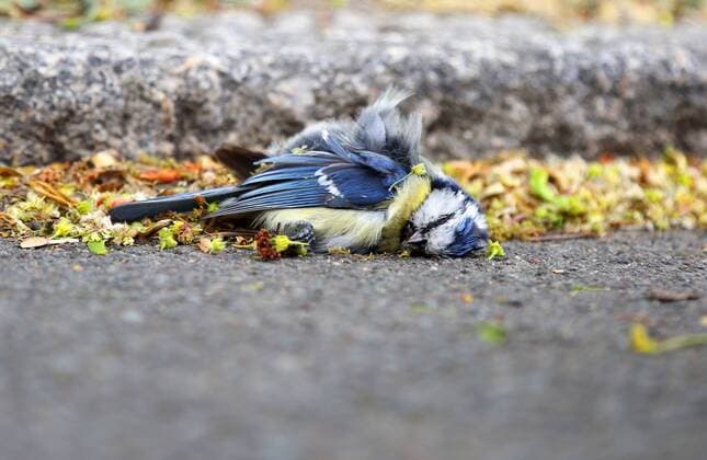 Bilder des Jahres 2020, News 04 April News Themen der Woche KW18 Blaumeise 30.04.2020 , Erfurt, tote Blaumeise (Cyanistes caeruleus) liegt am Boden, zur Zeit wird ein vermehrtes Sterben der Singvögel beobachtet, verantwortlich ist das Bakterium Suttonella ornithocola *** blue tit 30 04 2020 , Erfurt, dead blue tit Cyanistes caeruleus is lying on the ground, at the moment an increased death of songbirds is observed, the bacterium Suttonella ornithocola is responsible