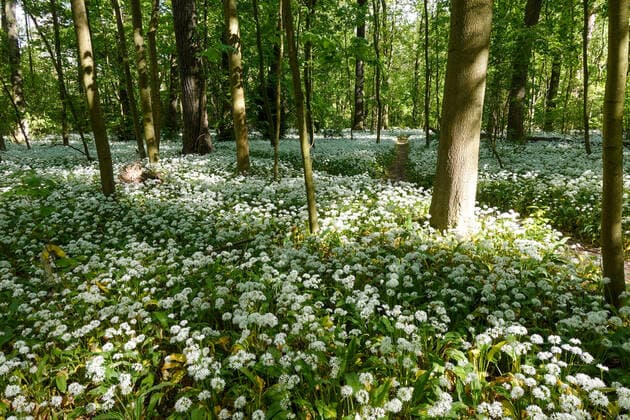 Leipziger Auwald Sonnendurchflutet ist ein mit blühendem Bärlauch (Allium ursinum) bedeckter Waldboden in einem Waldstück im Leipziger Auwald. Leipzig Sachsen Deutschland *** Leipzig alluvial forest Sun-drenched is a forest floor covered with flowering wild garlic Allium ursinum in a wooded area in the Leipzig alluvial forest Leipzig Saxony Germany